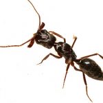 Ants Brooklyn NY Bed Bugs Roach Ants Termite Mice Rat Pest Controls Exterminator