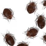 Bed Bugs Bedbugs Brooklyn NY Bed Bugs Roach Ants Termite Mice Rat Pest Controls Exterminator