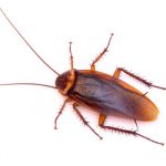 Roaches Cockroaches Brooklyn NY Bed Bugs Roach Ants Termite Mice Rat Pest Controls Exterminator