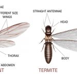 Termites Brooklyn NY Bed Bugs Roach Ants Termite Mice Rat Pest Controls Exterminator